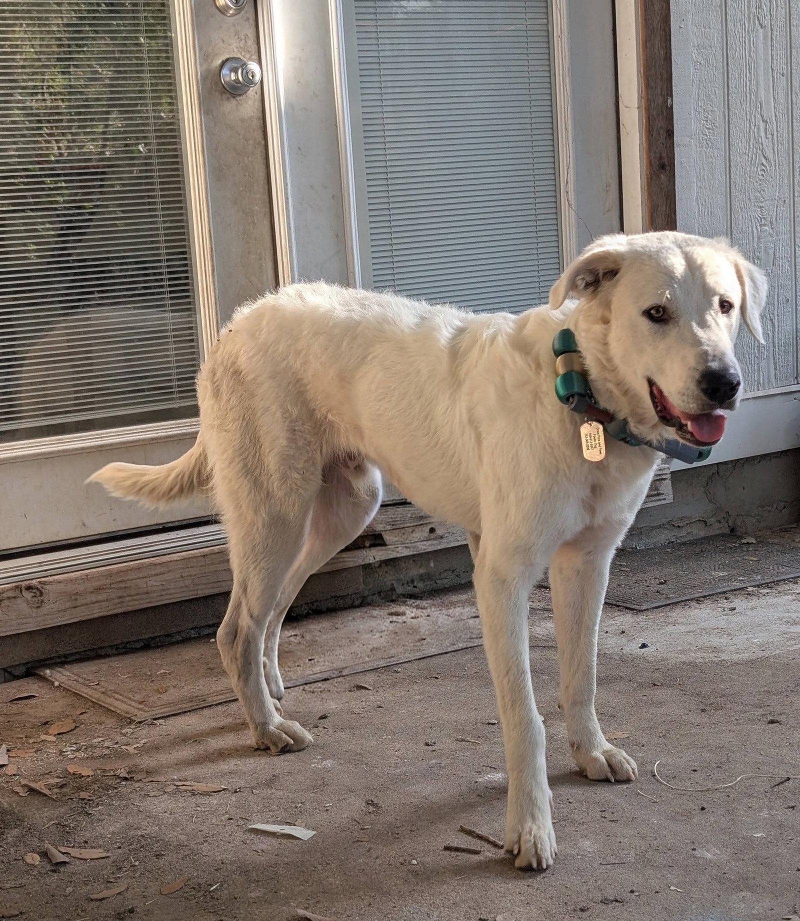 Enlarge Geralt, a Adoptable Great Pyrenees in Portland, OR image 2/3