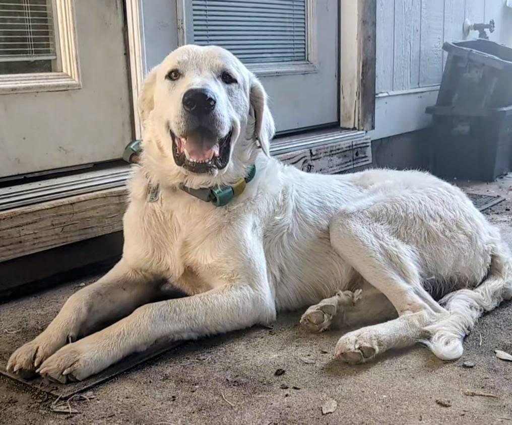 Enlarge Geralt, a Adoptable Great Pyrenees in Portland, OR image 3/3