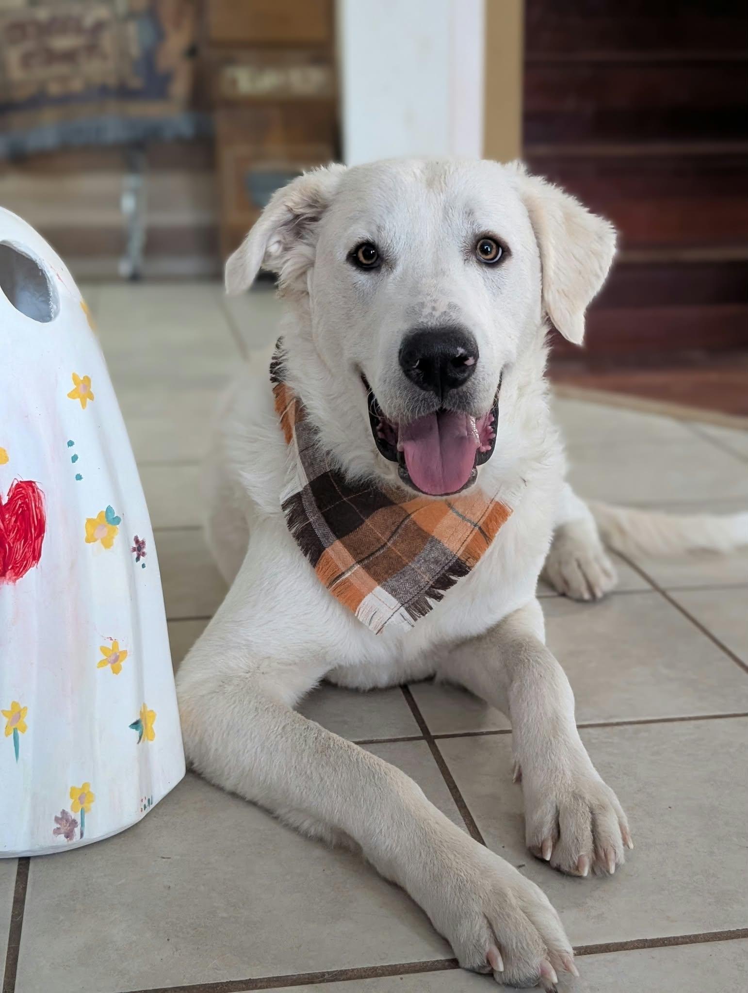 Enlarge Geralt, a Adoptable Great Pyrenees in Portland, OR image 3/3