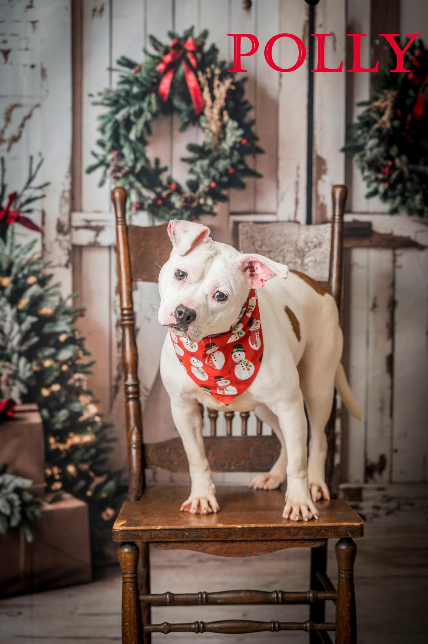 Polly Pocket, an adoptable Pit Bull Terrier in North Myrtle Beach, SC image 1/4