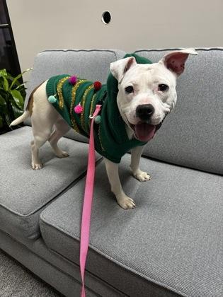 Polly Pocket, an adoptable Pit Bull Terrier in North Myrtle Beach, SC image 2/4