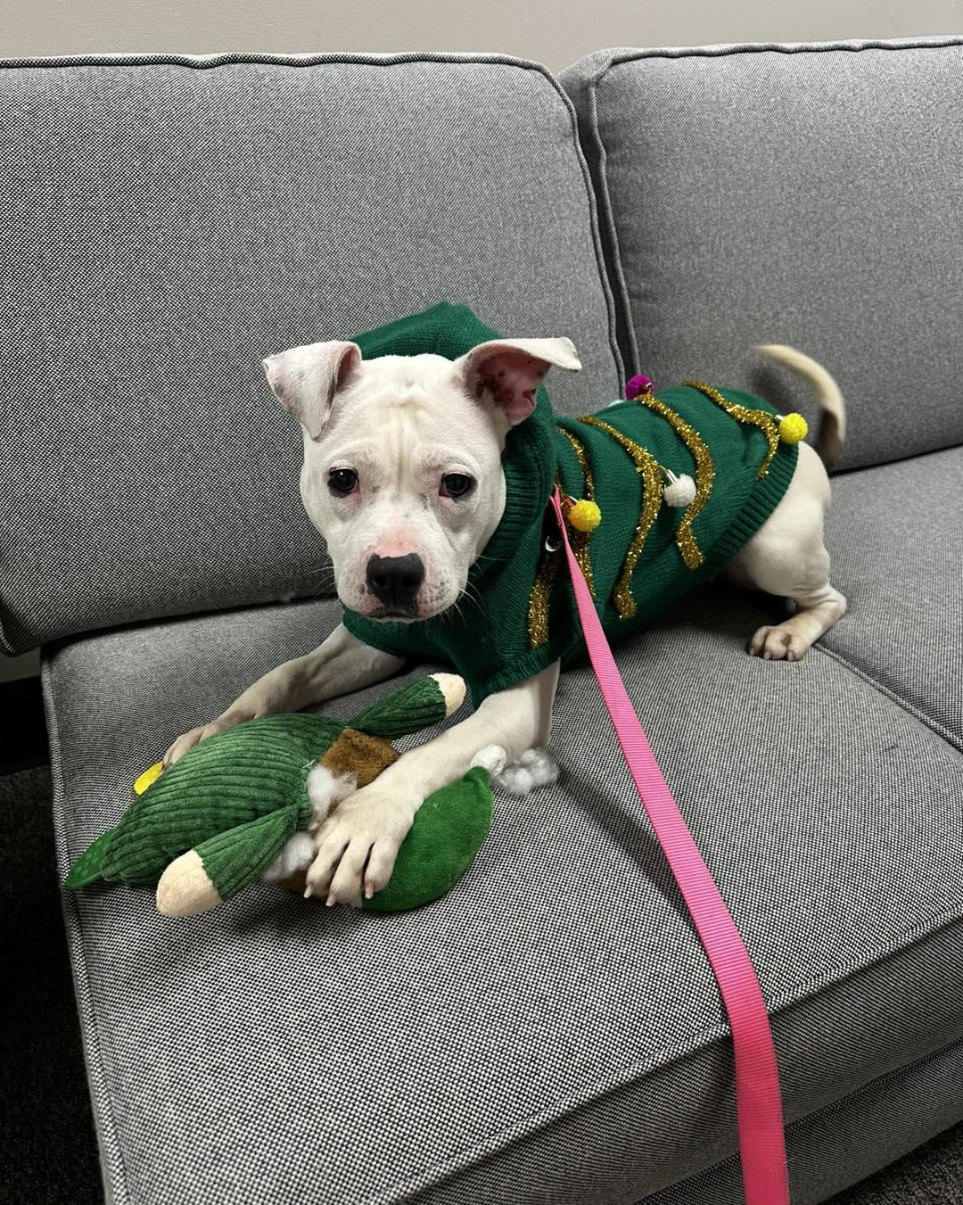 Polly Pocket, an adoptable Pit Bull Terrier in North Myrtle Beach, SC image 3/4