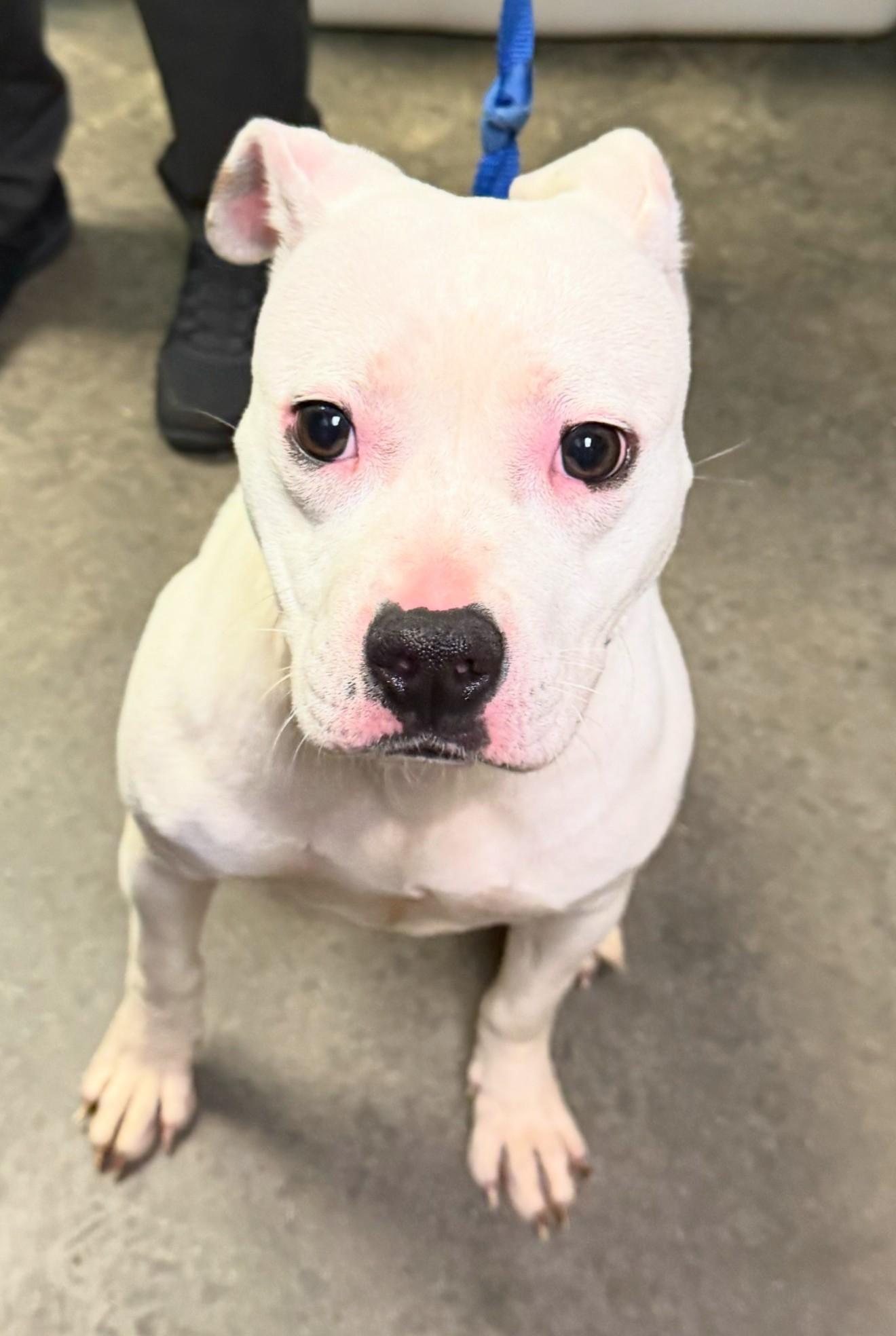 Polly Pocket, an adoptable Pit Bull Terrier in North Myrtle Beach, SC image 4/4