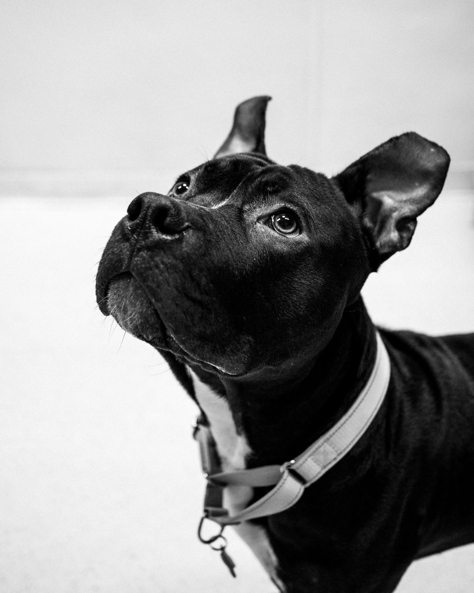 Rex