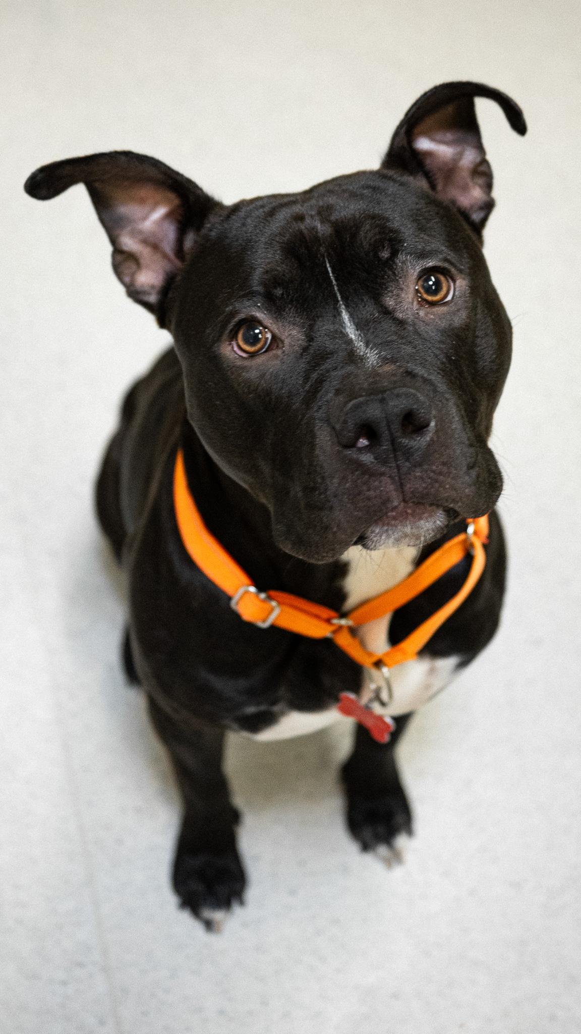 Rex