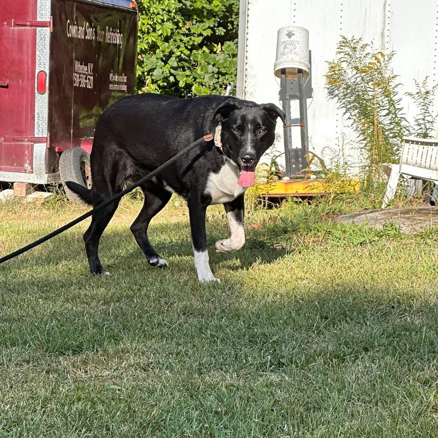 DENNY -Fostered in NY!!