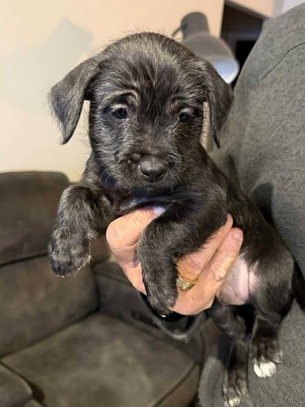 Enlarge Heinrich, an adopted mixed breed in Grand Island, NE image 1/1