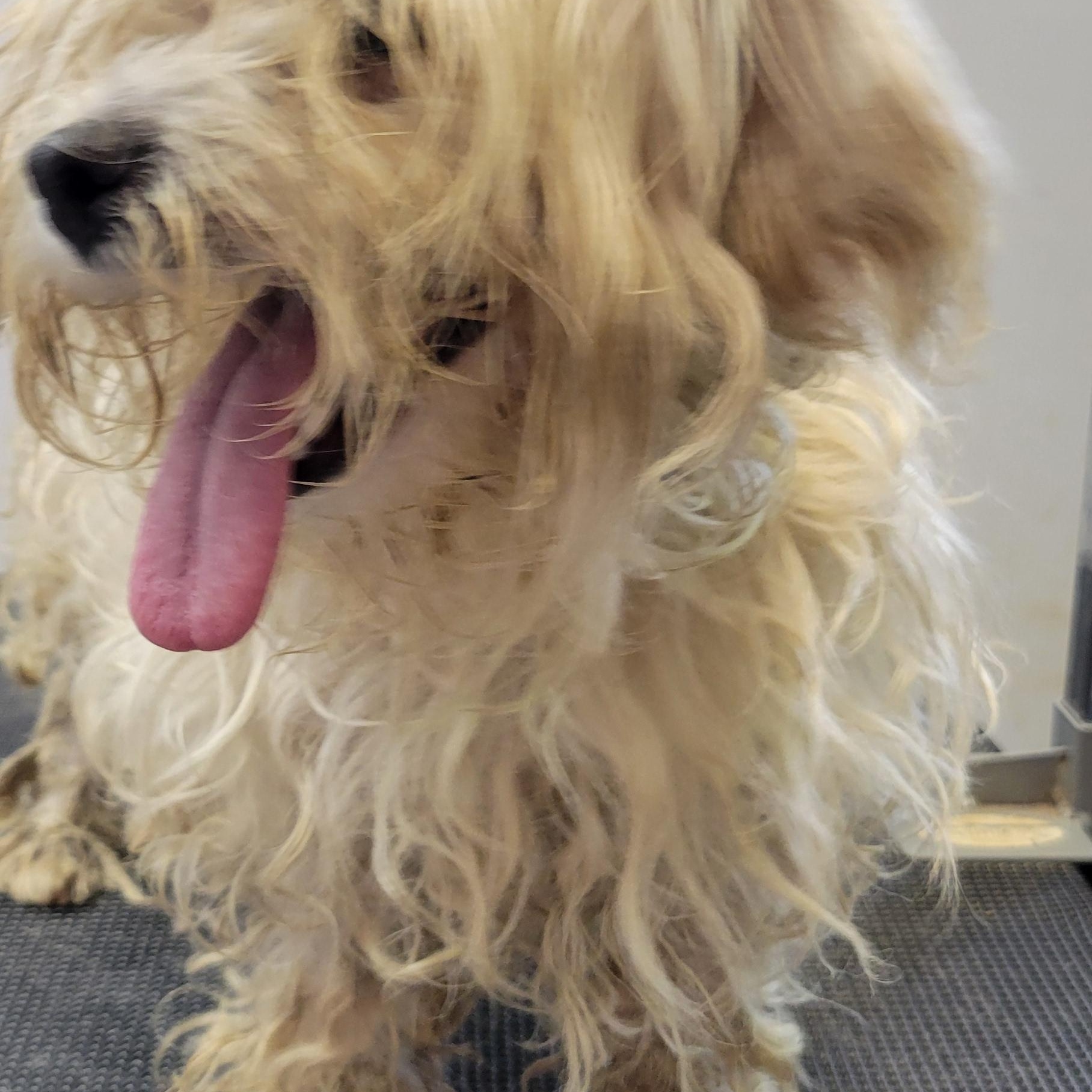 Enlarge Heidi, a Adopted mixed breed in Milford, MI image 3/3
