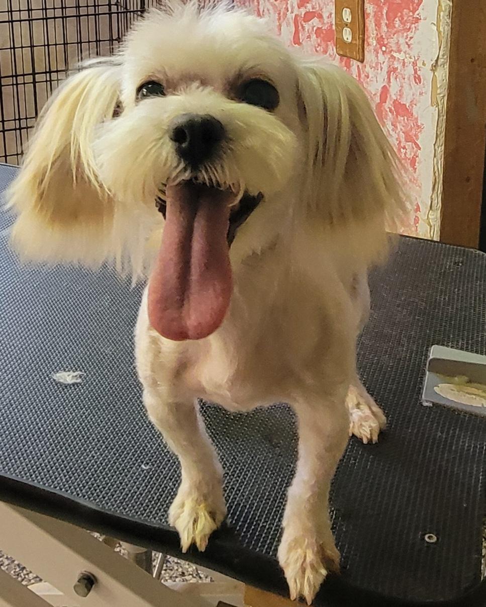 Enlarge Heidi, a Adopted mixed breed in Milford, MI image 2/3