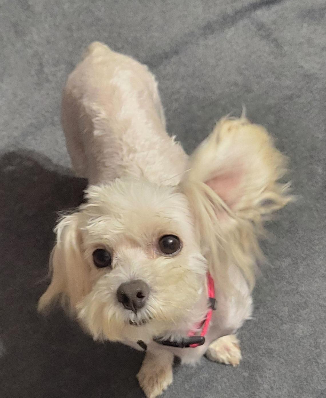 Heidi, Adopted, Adult Female Maltese.