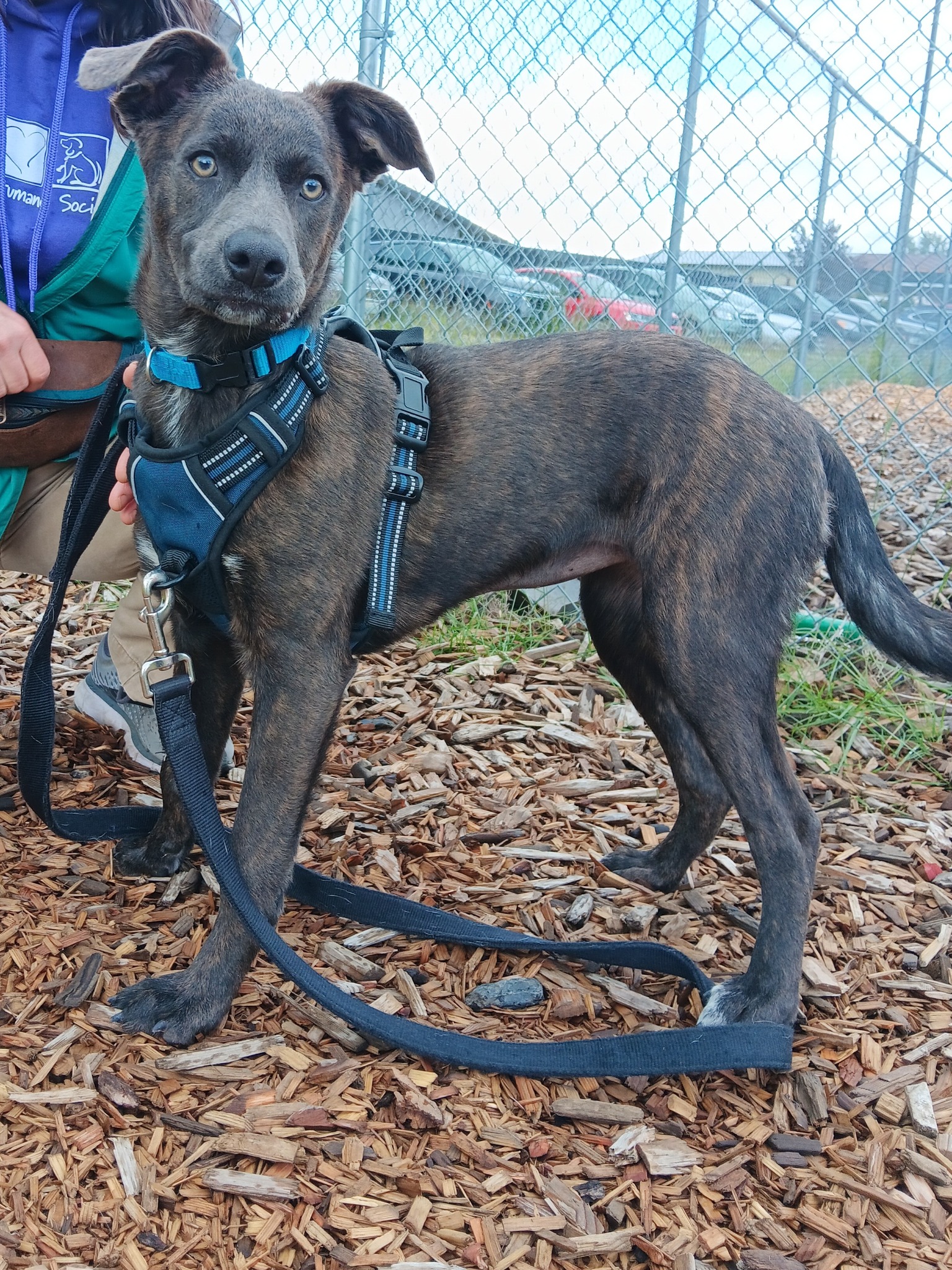 Cubby, an adopted Mixed Breed in Bellingham, WA_image-1