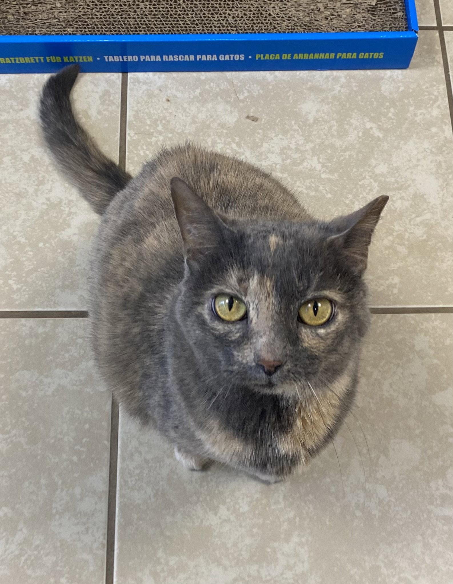 Stickers, Adoptable, Young Female Domestic Short Hair.