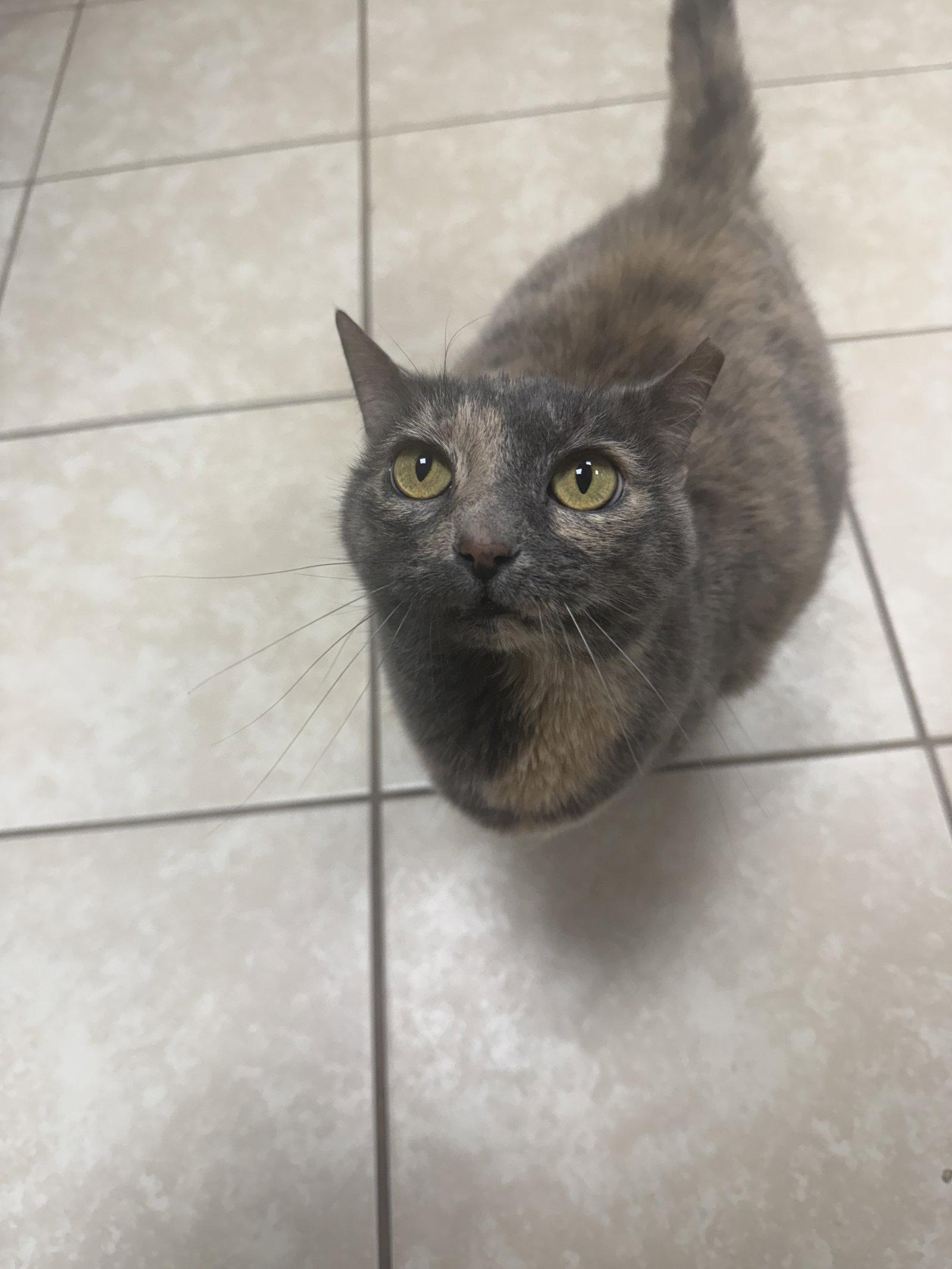 Enlarge Stickers, a Adoptable Domestic Short Hair in Satellite Beach, FL image 2/2