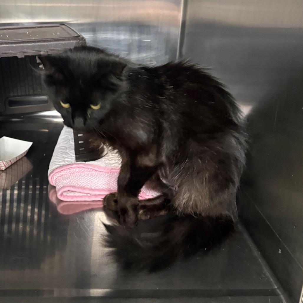 Bridgette, Adoptable, Young Female Domestic Long Hair.