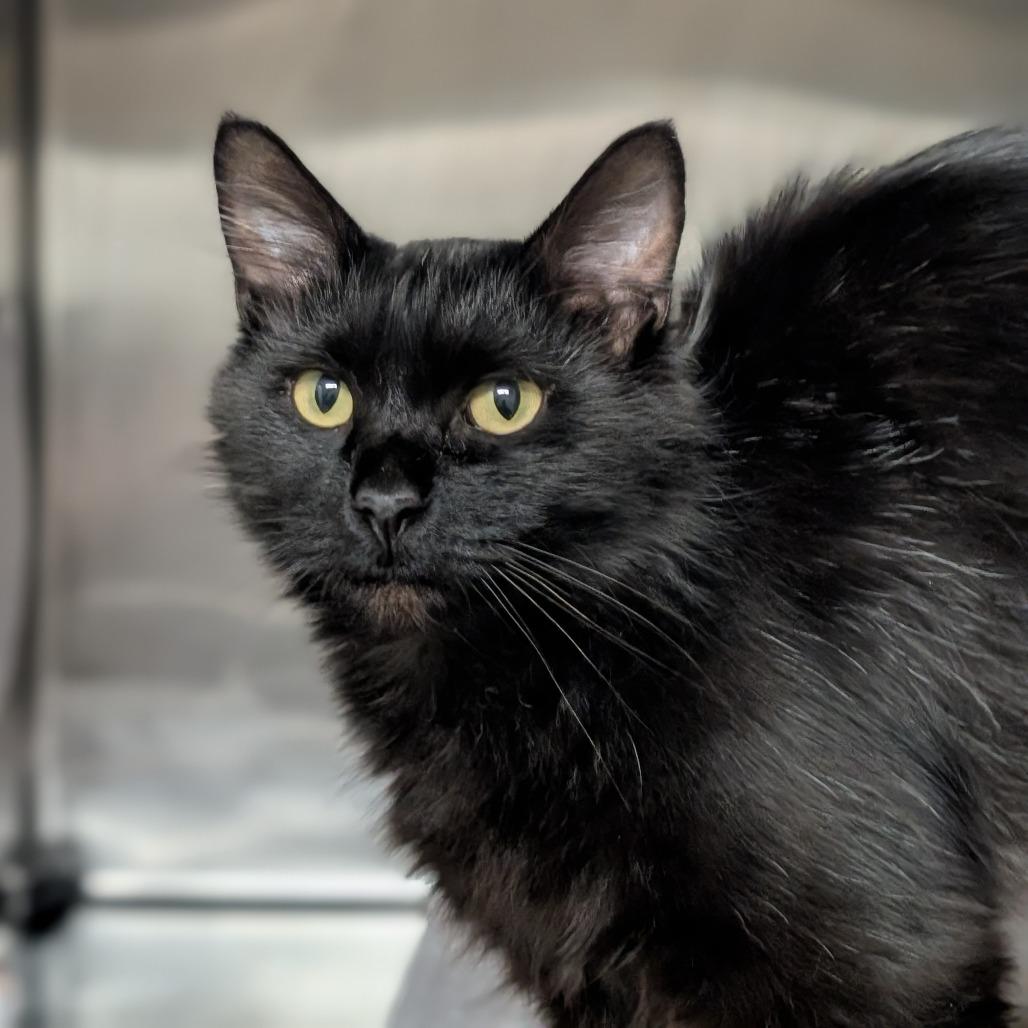 Enlarge Bridgette, a Adoptable Domestic Long Hair in Spokane, WA image 2/2