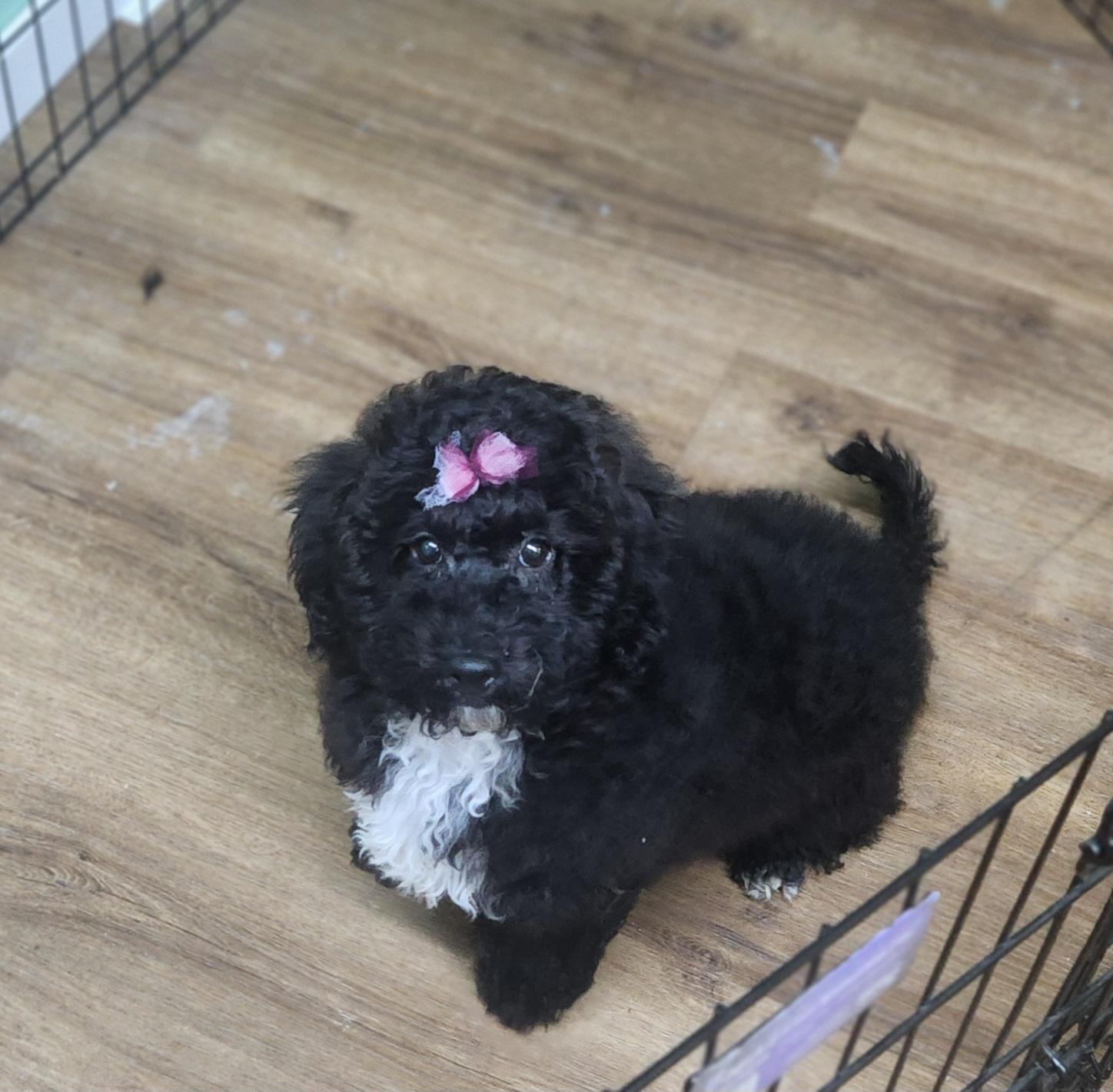 Sweetest Princess, Adopted, Puppy Female Poodle (Toy) & Bichon Frise.