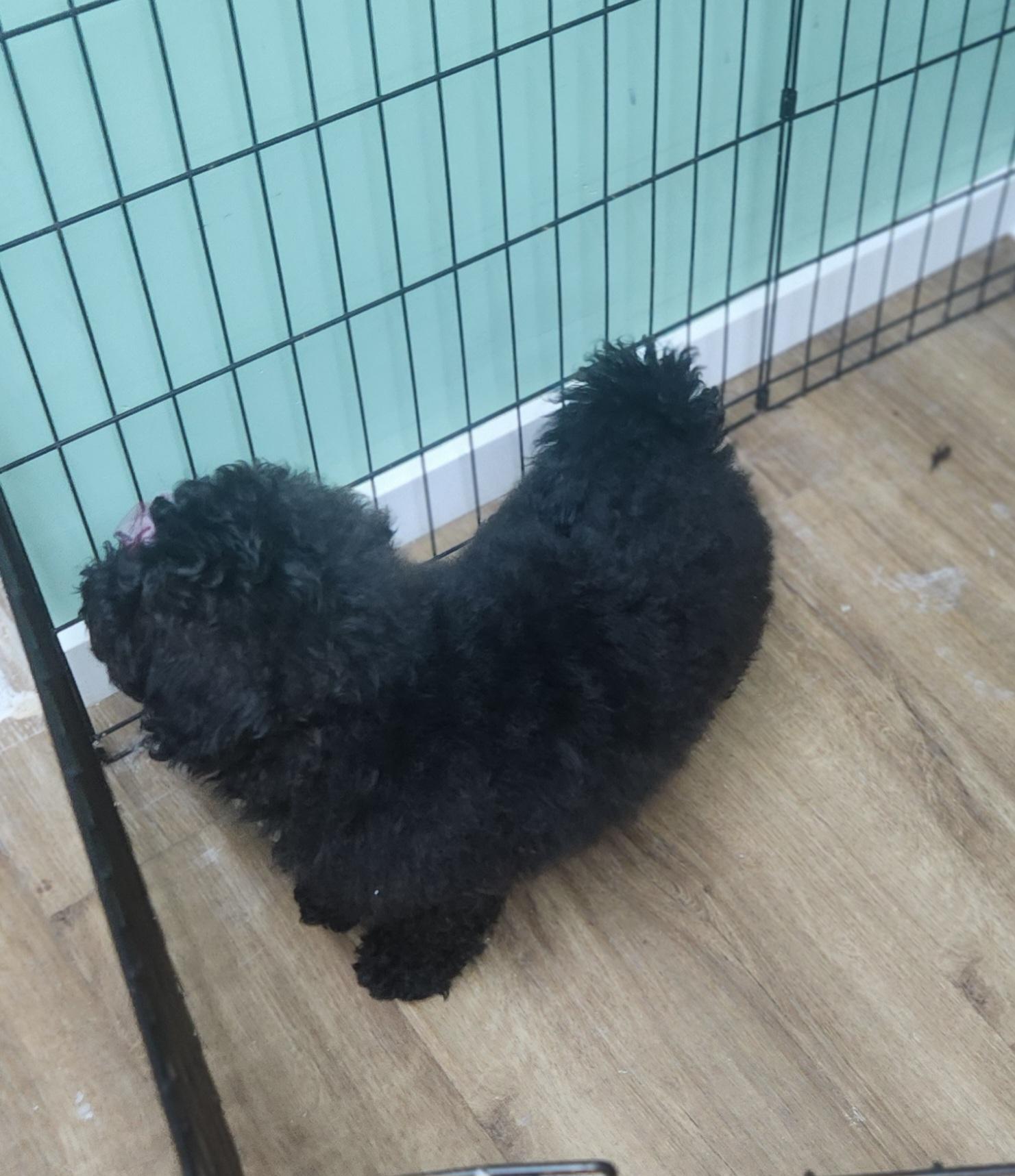 Sweetest Princess, a Adopted mixed breed in Marionville , MO image 5/5