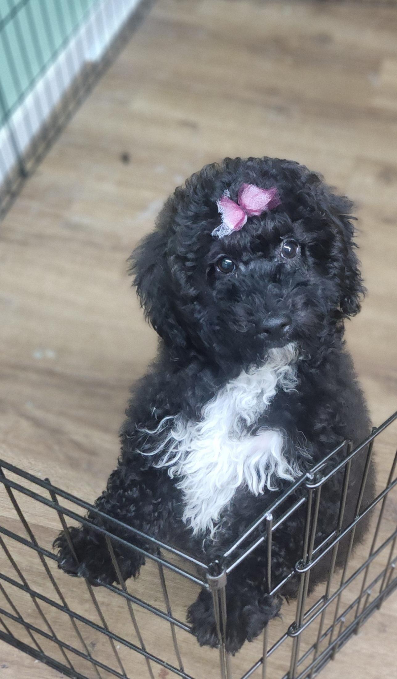 Sweetest Princess, a Adopted mixed breed in Marionville , MO image 3/5