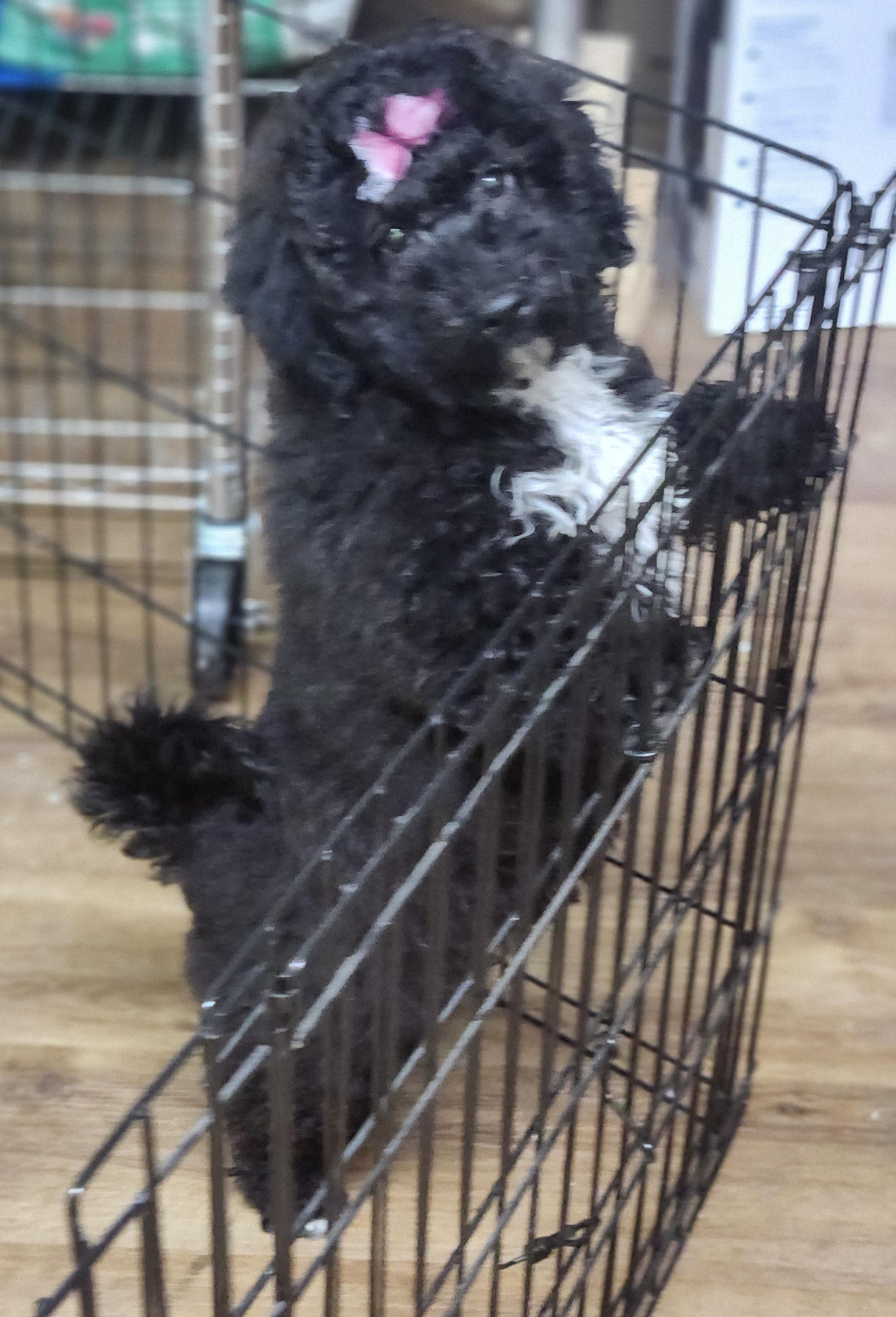 Sweetest Princess, a Adopted mixed breed in Marionville , MO image 4/5