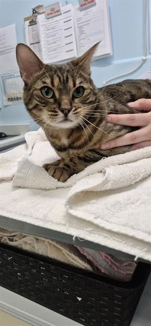 MYRTLE, Adoptable, Adult Female Bengal & Domestic Short Hair.