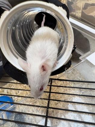 Arkansas, a Adoptable Mouse in Seattle, WA image 1/2
