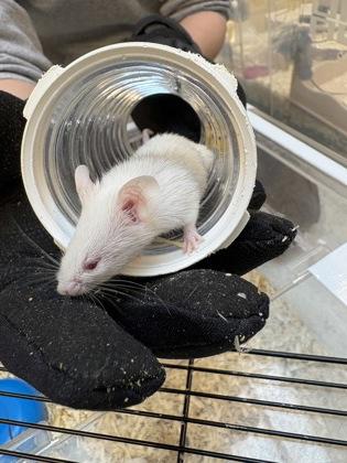 Arkansas, a Adoptable Mouse in Seattle, WA image 2/2