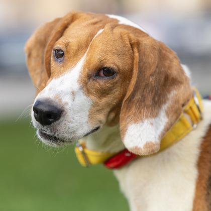 Enlarge Olive, a Adopted Beagle in Hilliard, OH image 1/3
