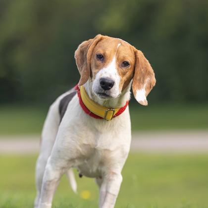Enlarge Olive, a Adopted Beagle in Hilliard, OH image 2/3