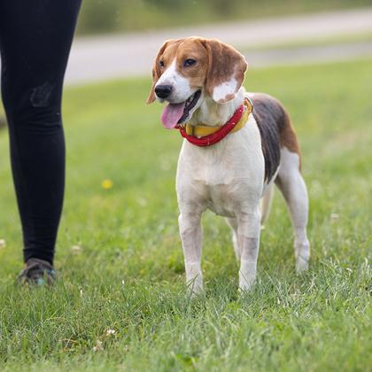 Enlarge Olive, a Adopted Beagle in Hilliard, OH image 3/3