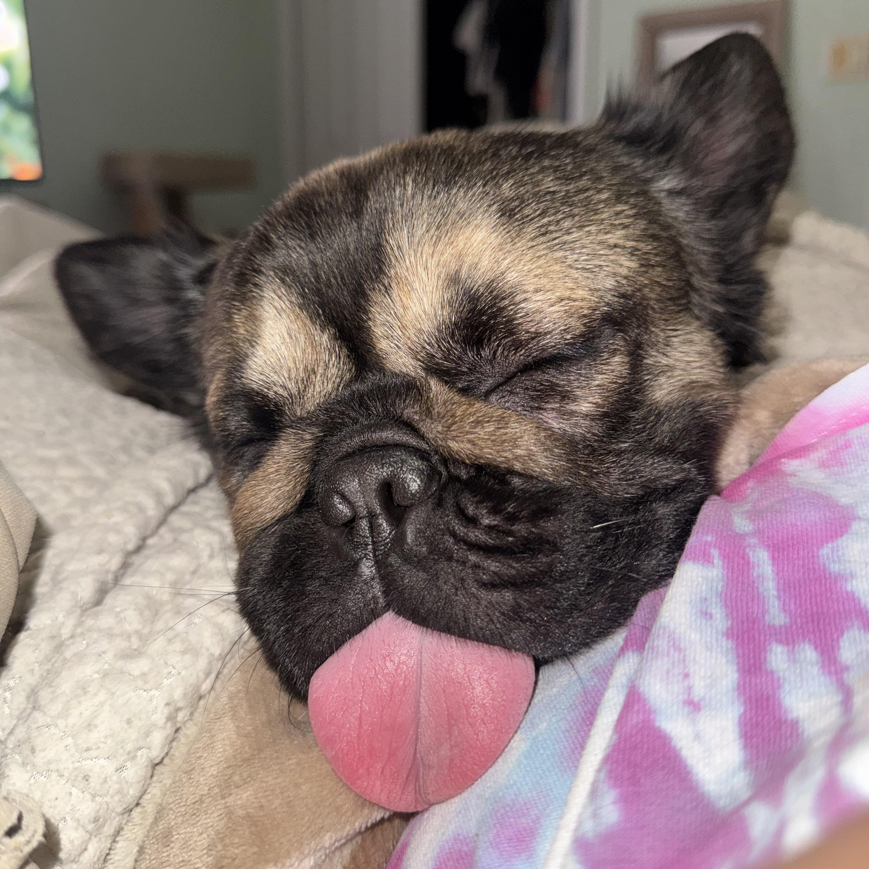 Biscuit, an adopted French Bulldog in vero beach, FL image 5/5