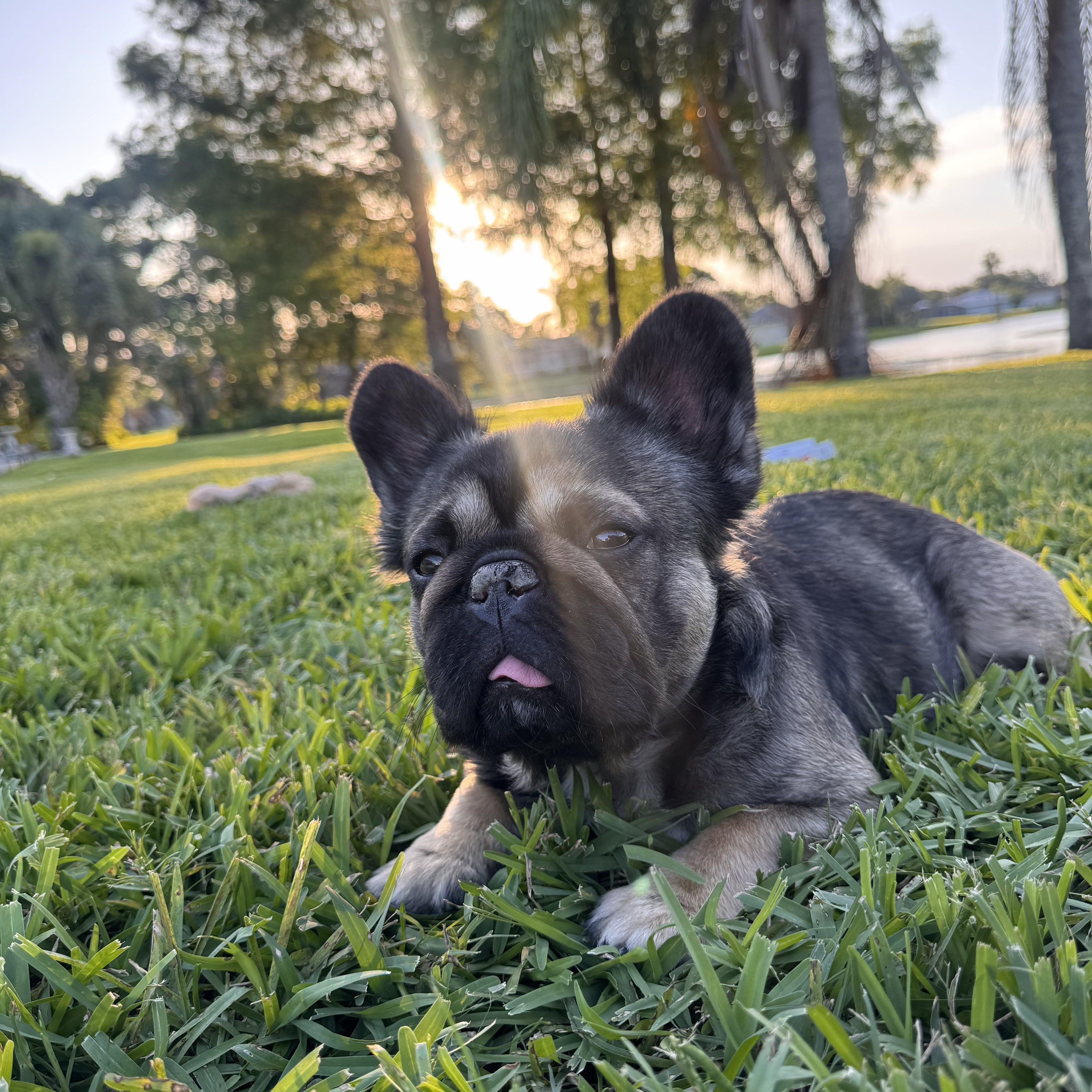Biscuit, adopted, Adult Male French Bulldog.