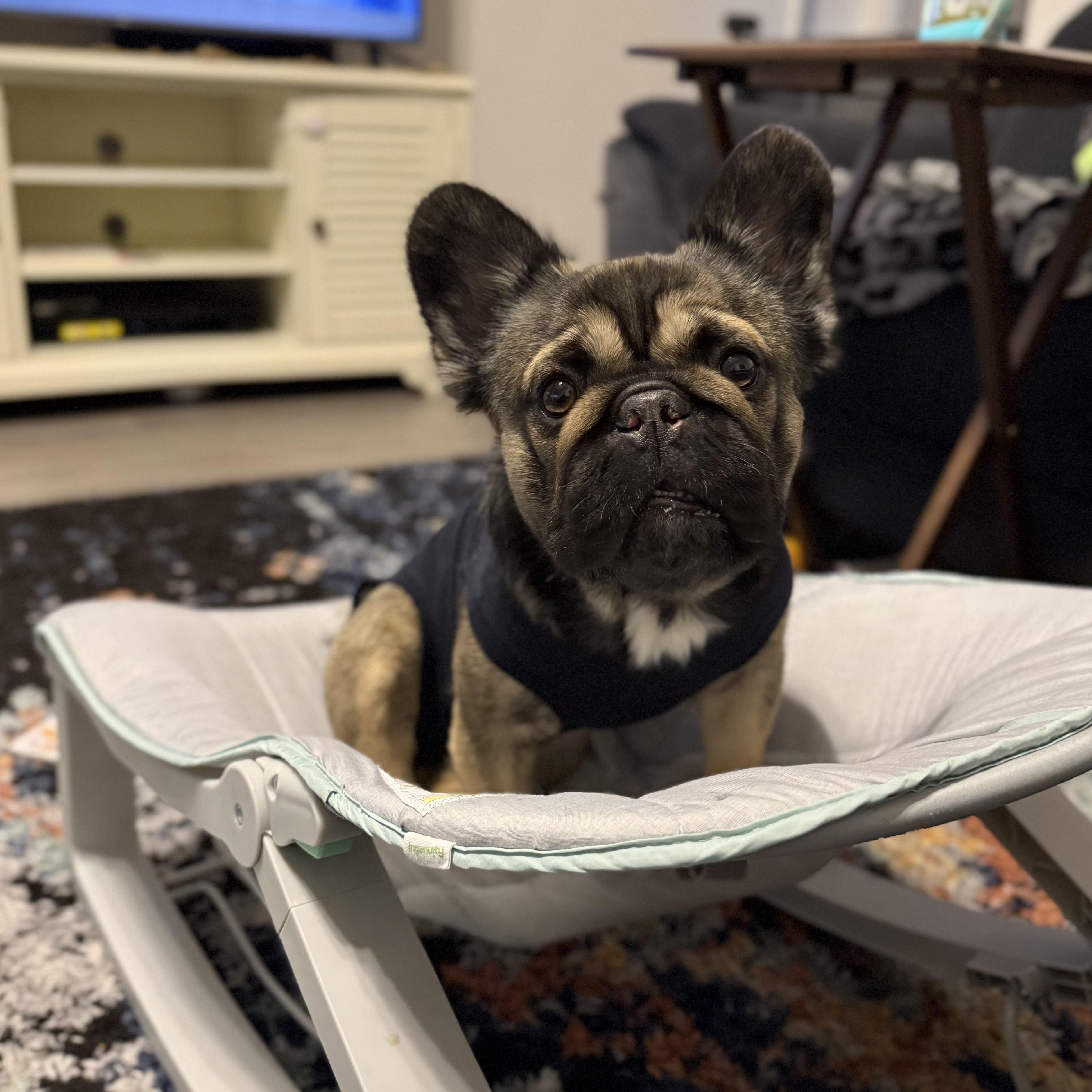 Biscuit, an adopted French Bulldog in vero beach, FL image 4/5