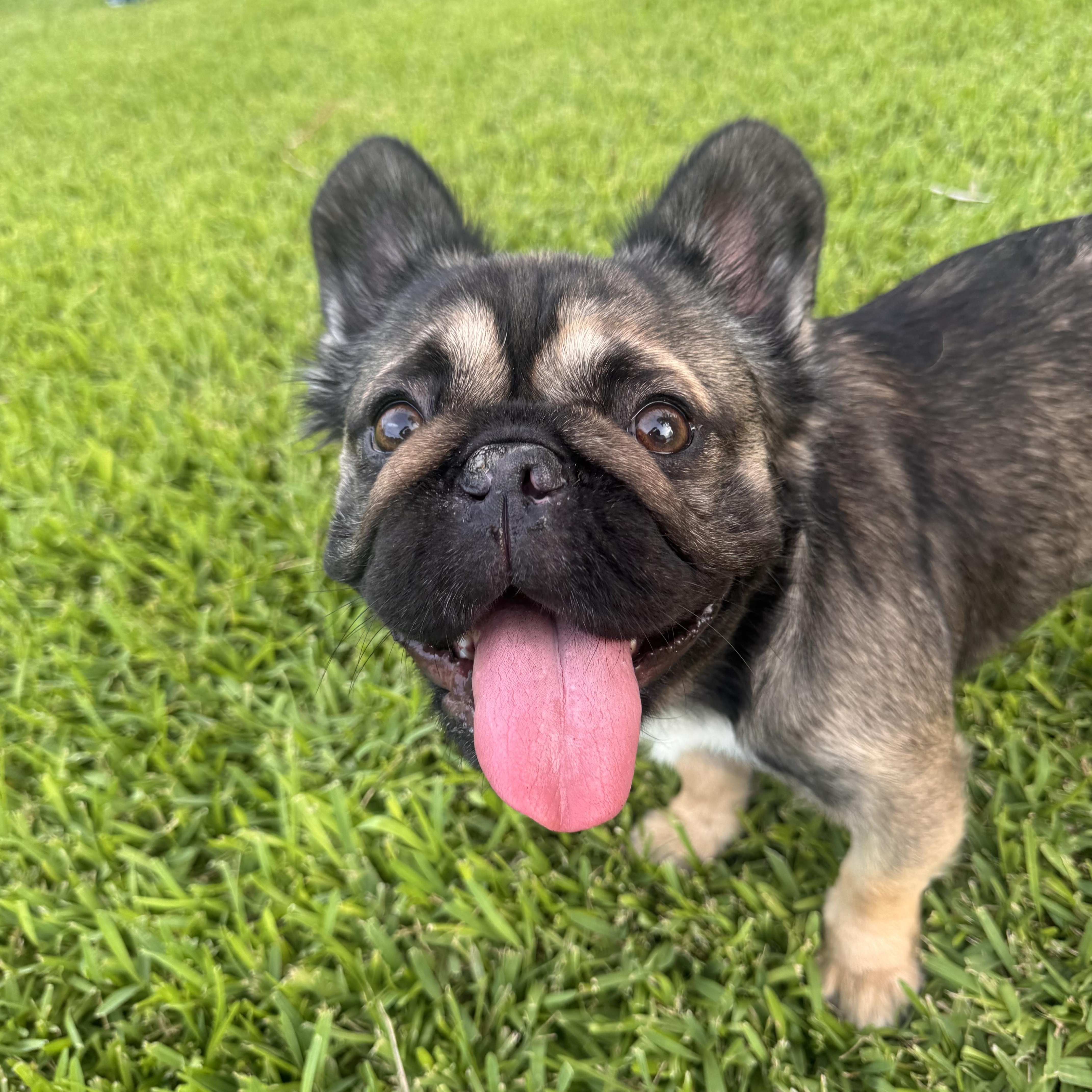 Biscuit, an adopted French Bulldog in vero beach, FL image 2/5