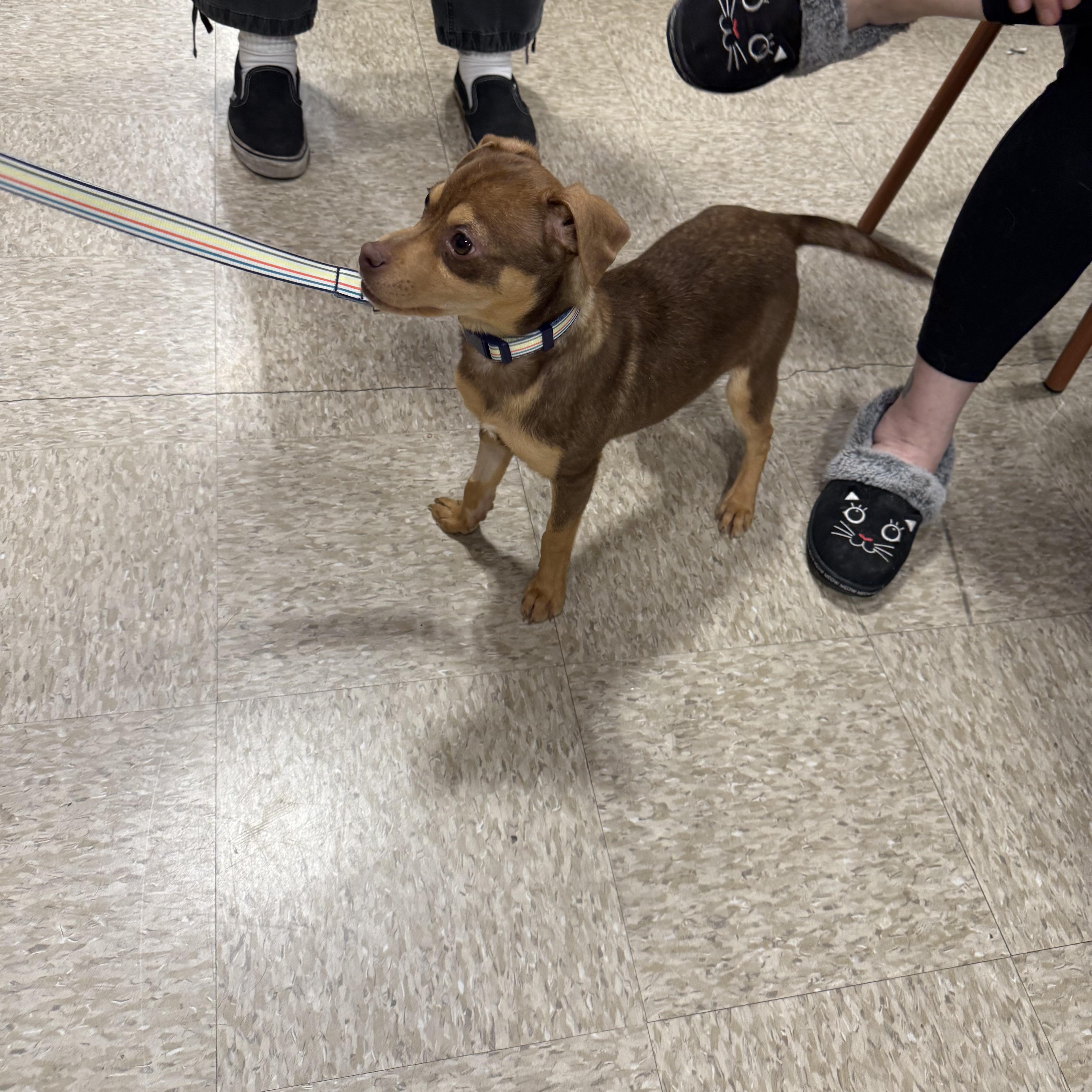 Enlarge Johnathan , an adopted Miniature Pinscher in Fresno, CA image 4/4