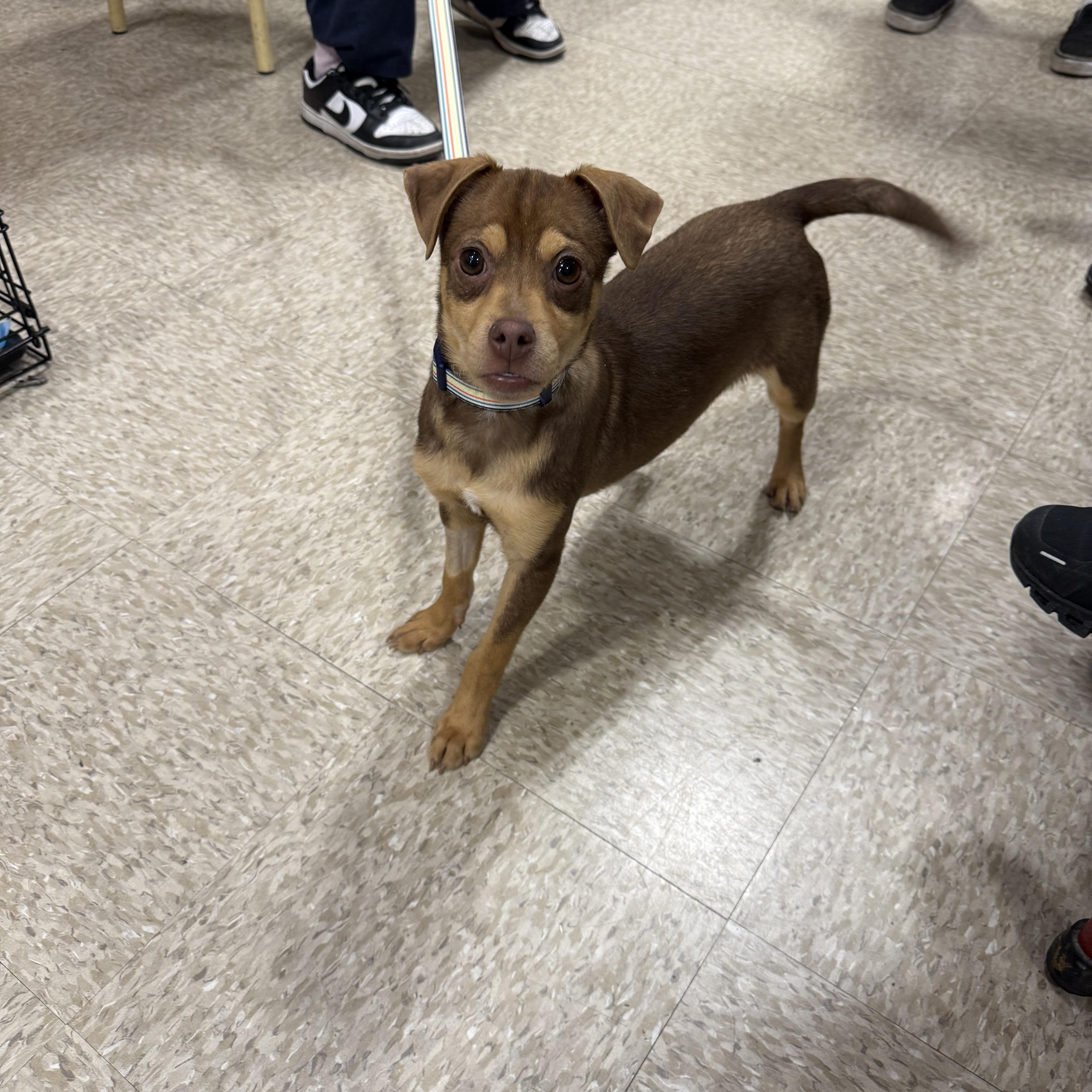 Enlarge Johnathan , an adopted Miniature Pinscher in Fresno, CA image 2/4