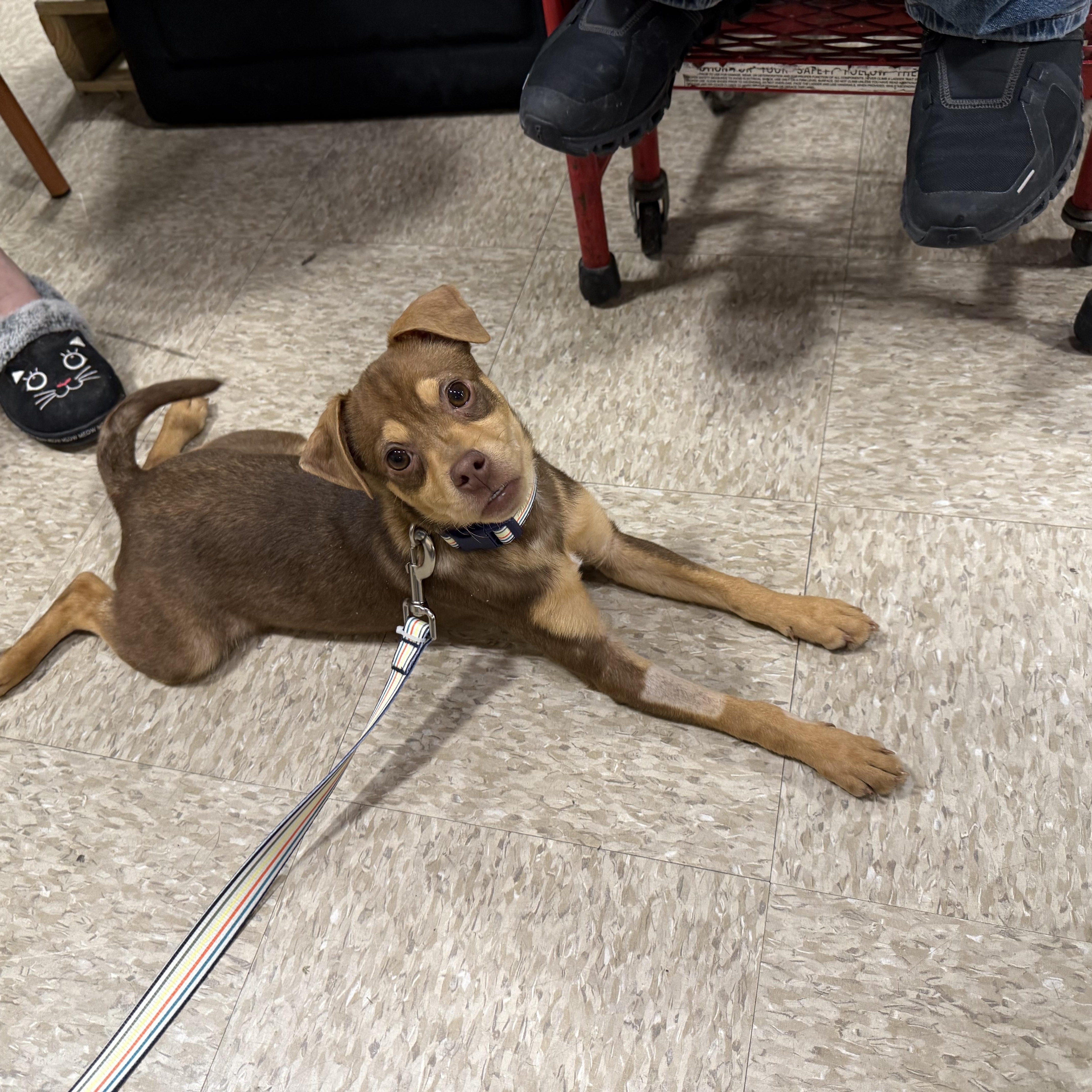Enlarge Johnathan , an adopted Miniature Pinscher in Fresno, CA image 3/4