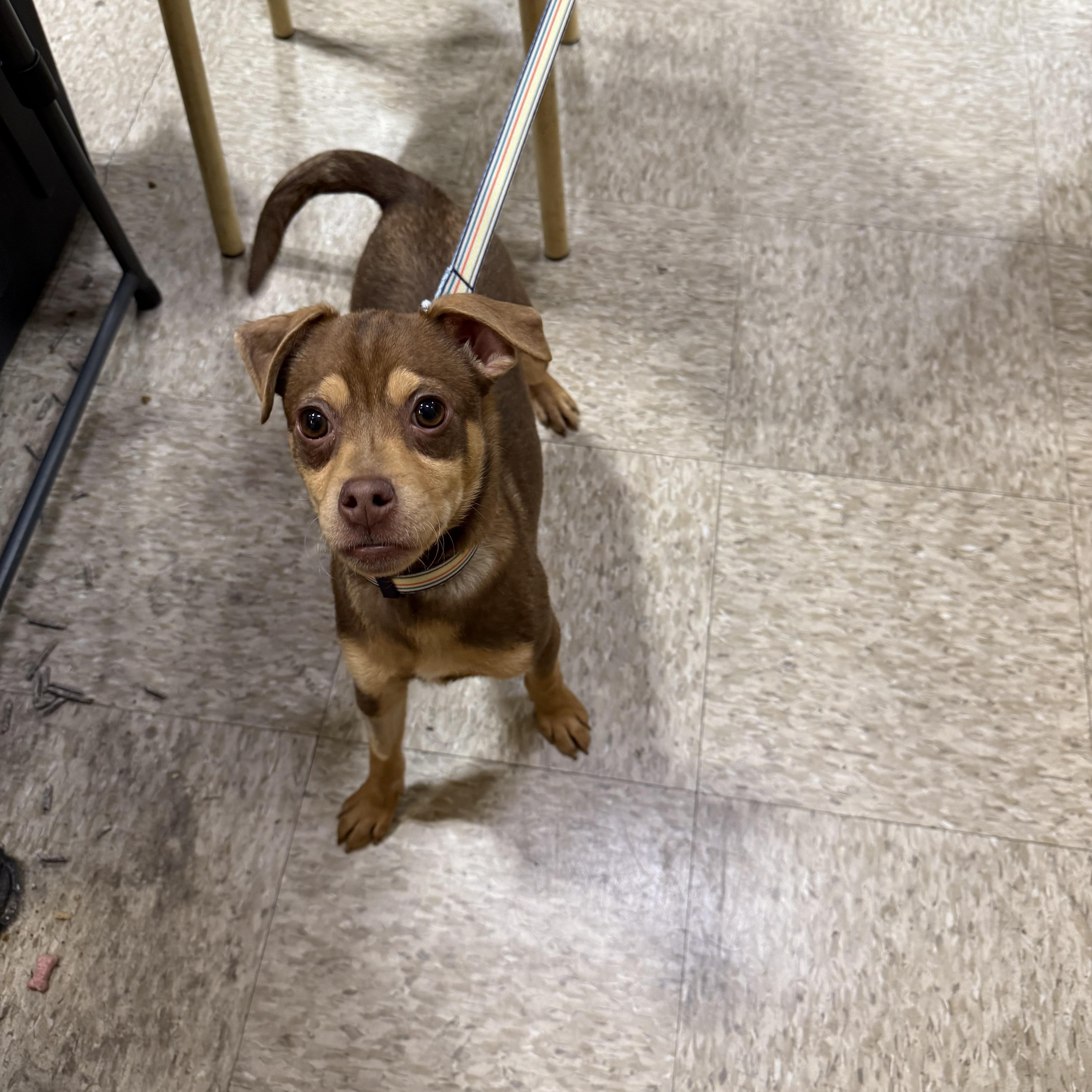 Johnathan , adopted, Puppy Male Miniature Pinscher.