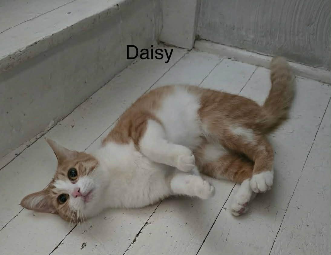 Enlarge Daisy, a Adoptable Tabby in Livonia, MI image 2/4