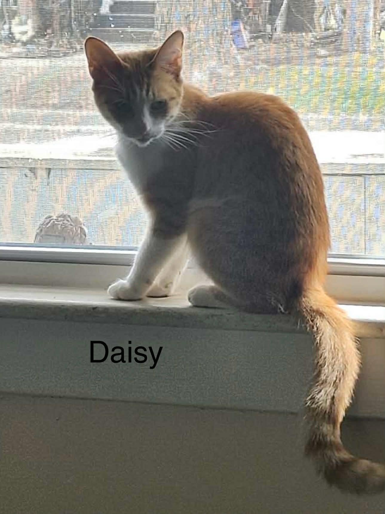 Enlarge Daisy, a Adoptable Tabby in Livonia, MI image 3/4
