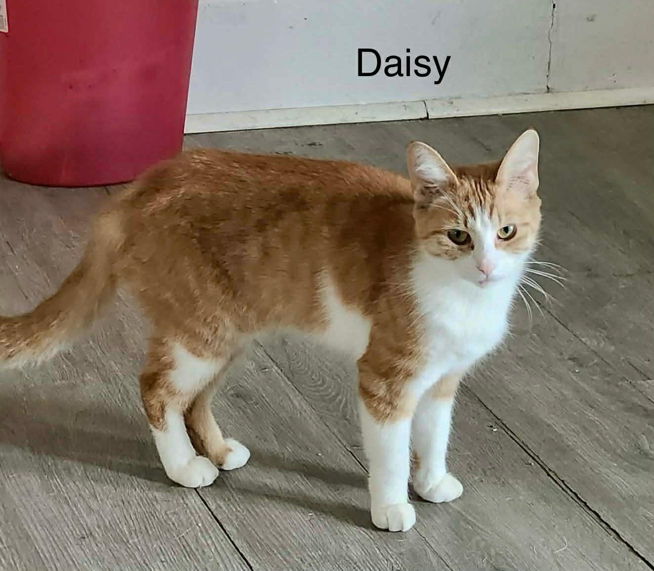 Enlarge Daisy, a Adoptable Tabby in Livonia, MI image 1/4