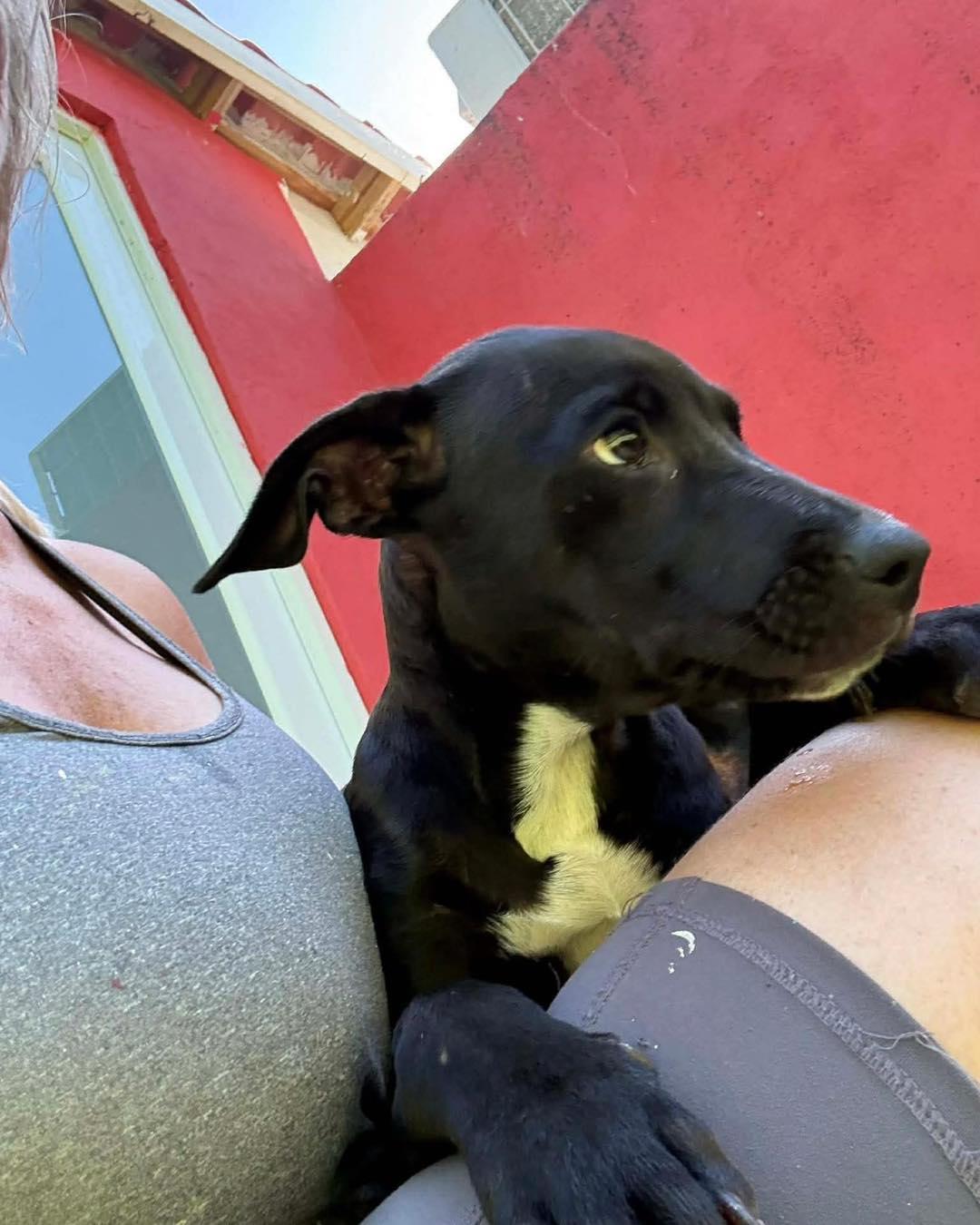 Enlarge Roxy, a ADOPTABLE mixed breed in ISABELA, PR image 3/6