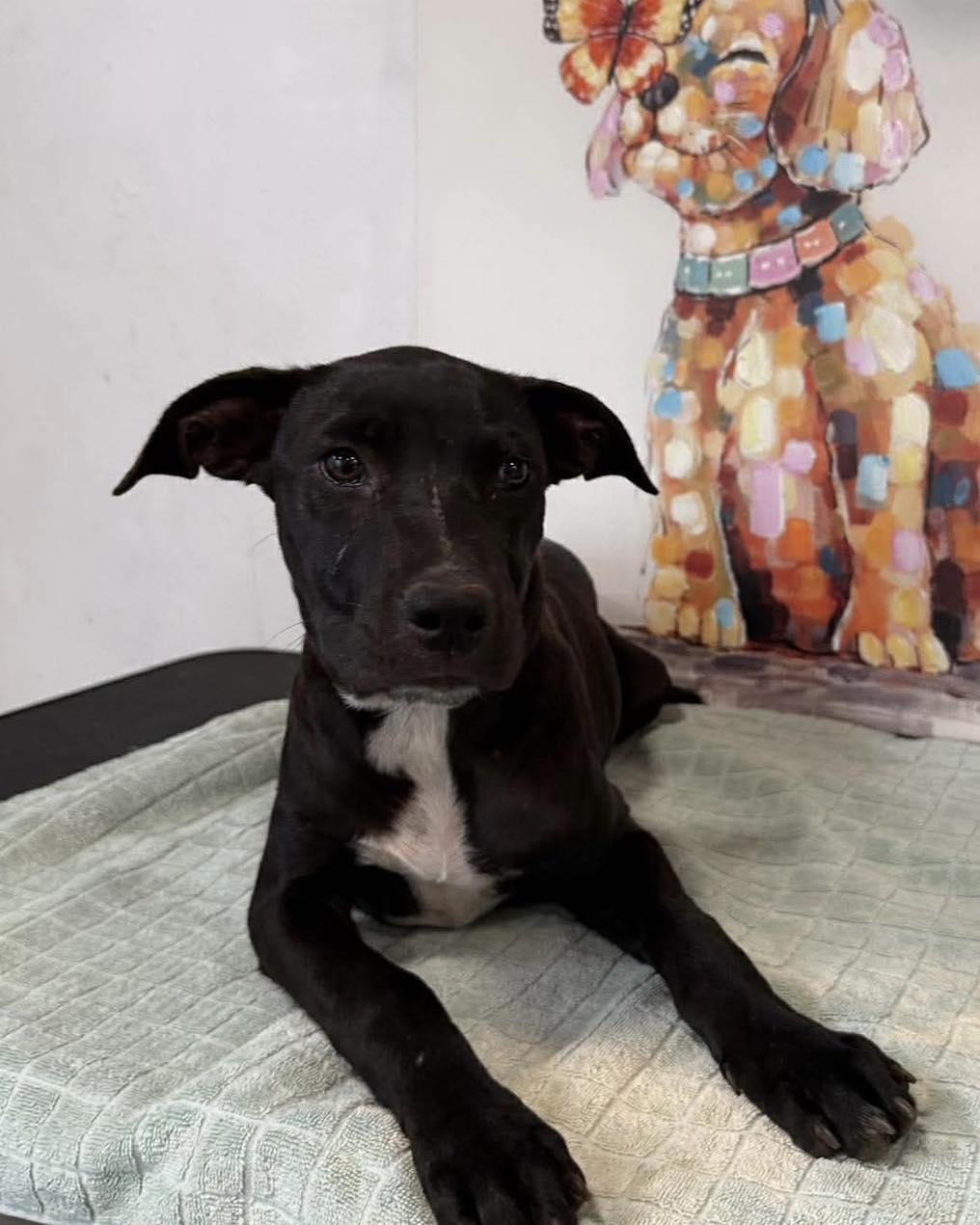 Roxy, ADOPTABLE, Puppy Female Labrador Retriever & Boxer.