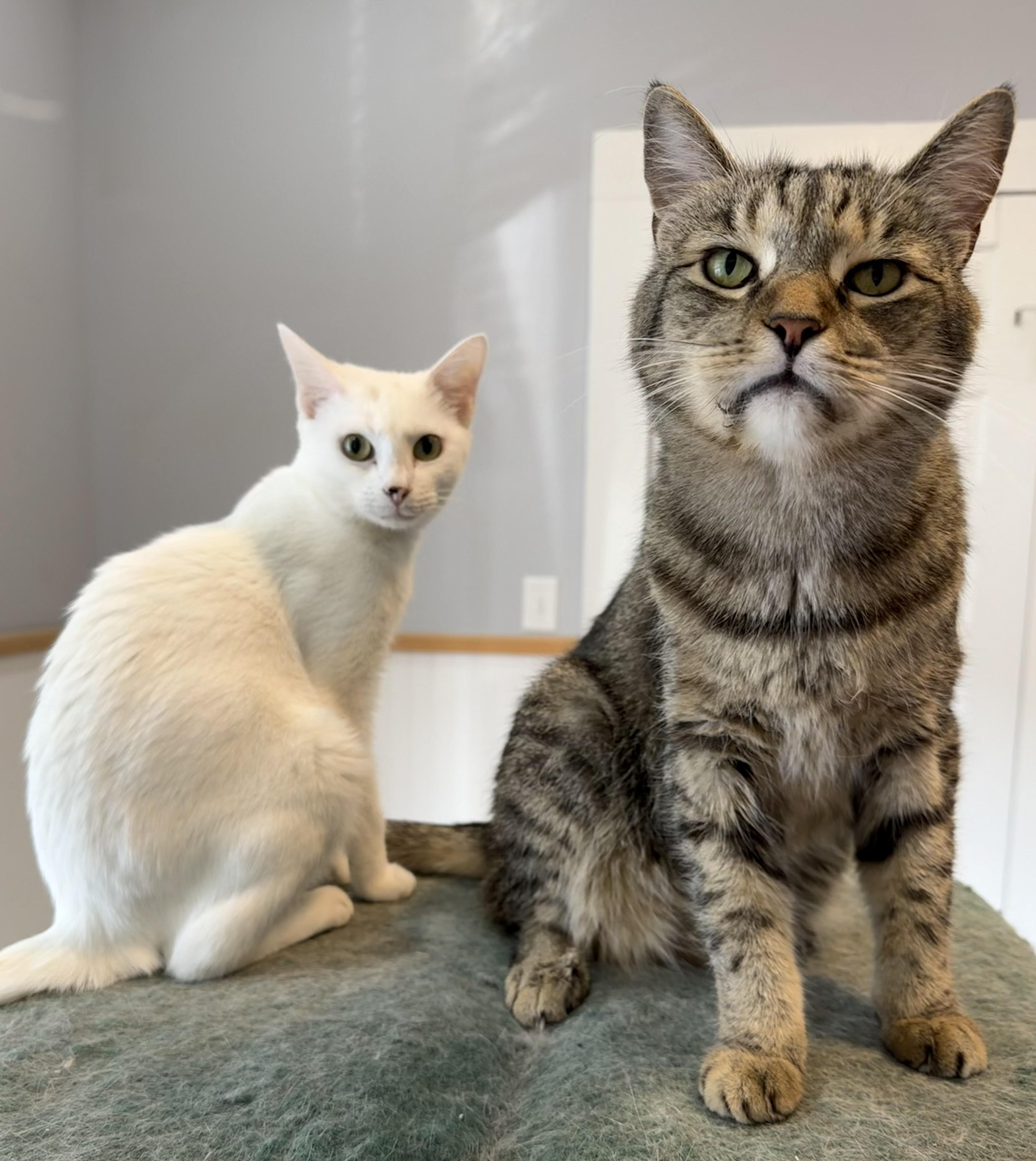Grandpa Zach & Little Lilah, ADOPTABLE, Adult Female Domestic Short Hair.