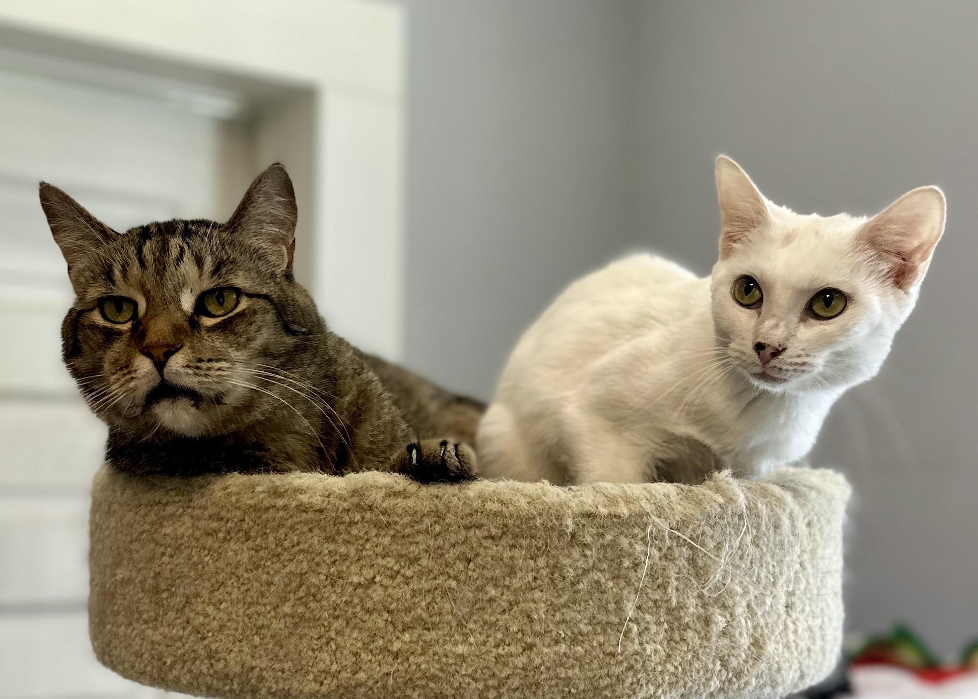 Grandpa Zach & Little Lilah, ADOPTABLE, Adult Female Domestic Short Hair.