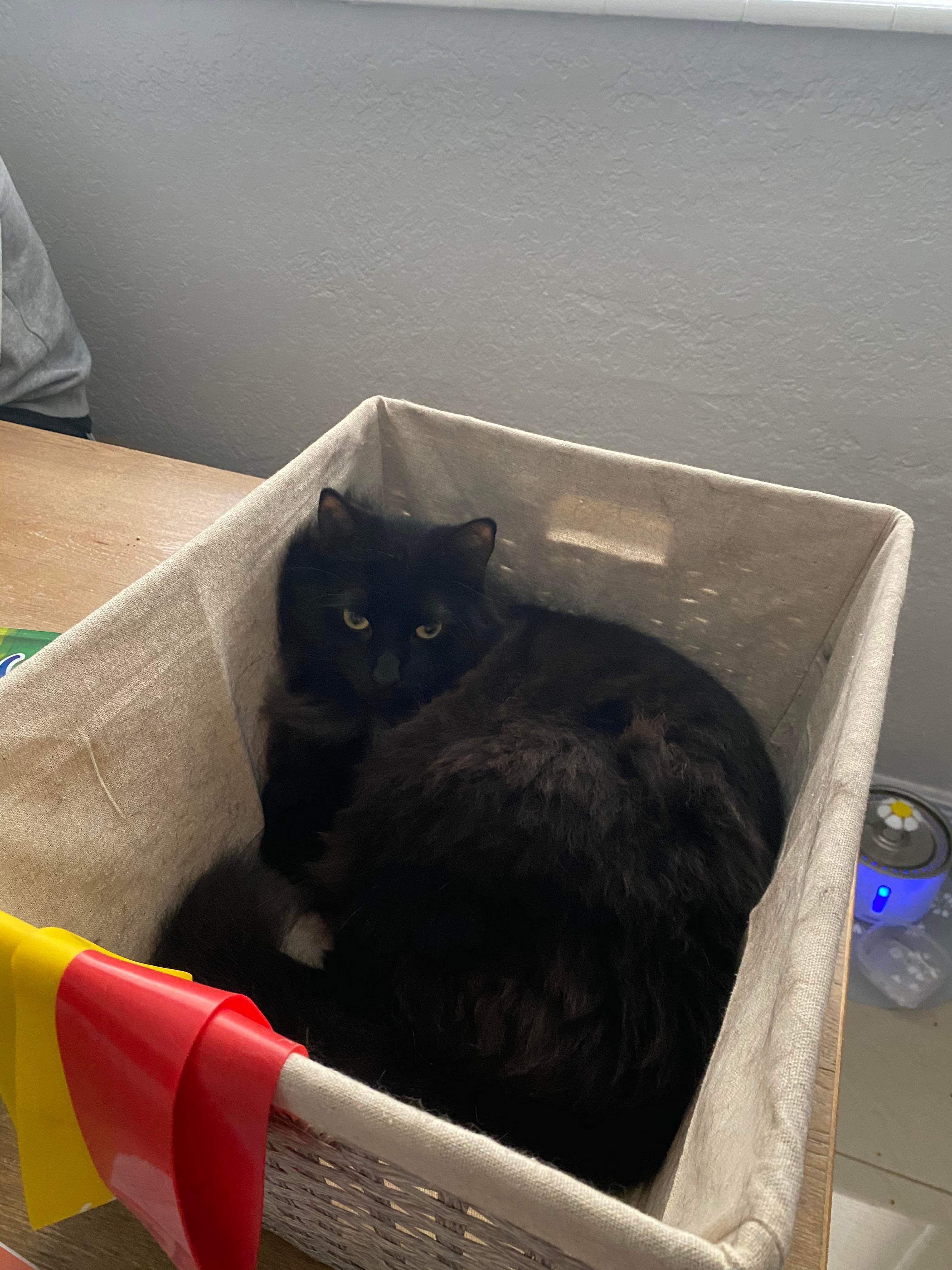 Raiden , Adopted, Young Male Persian.