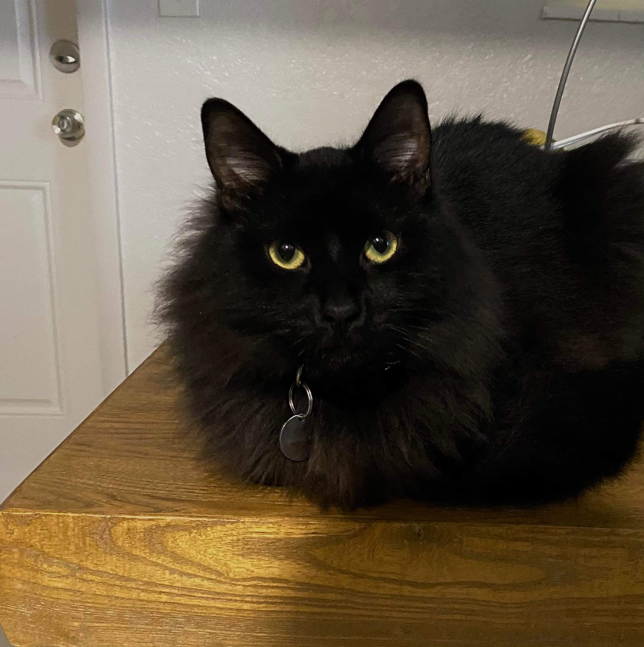 Raiden , a Adopted Persian in Nashua, NH image 2/6