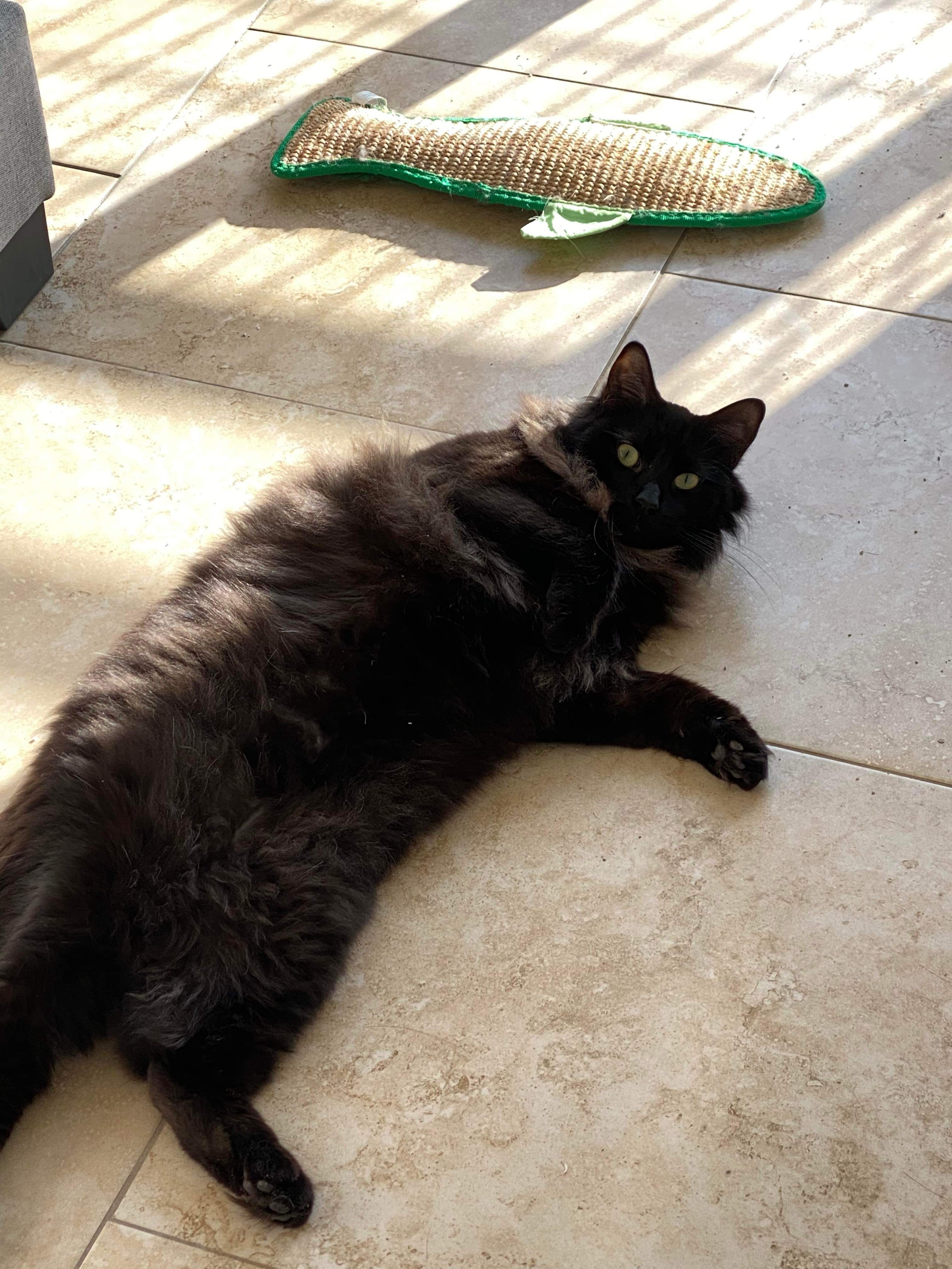 Raiden , a Adopted Persian in Nashua, NH image 3/6