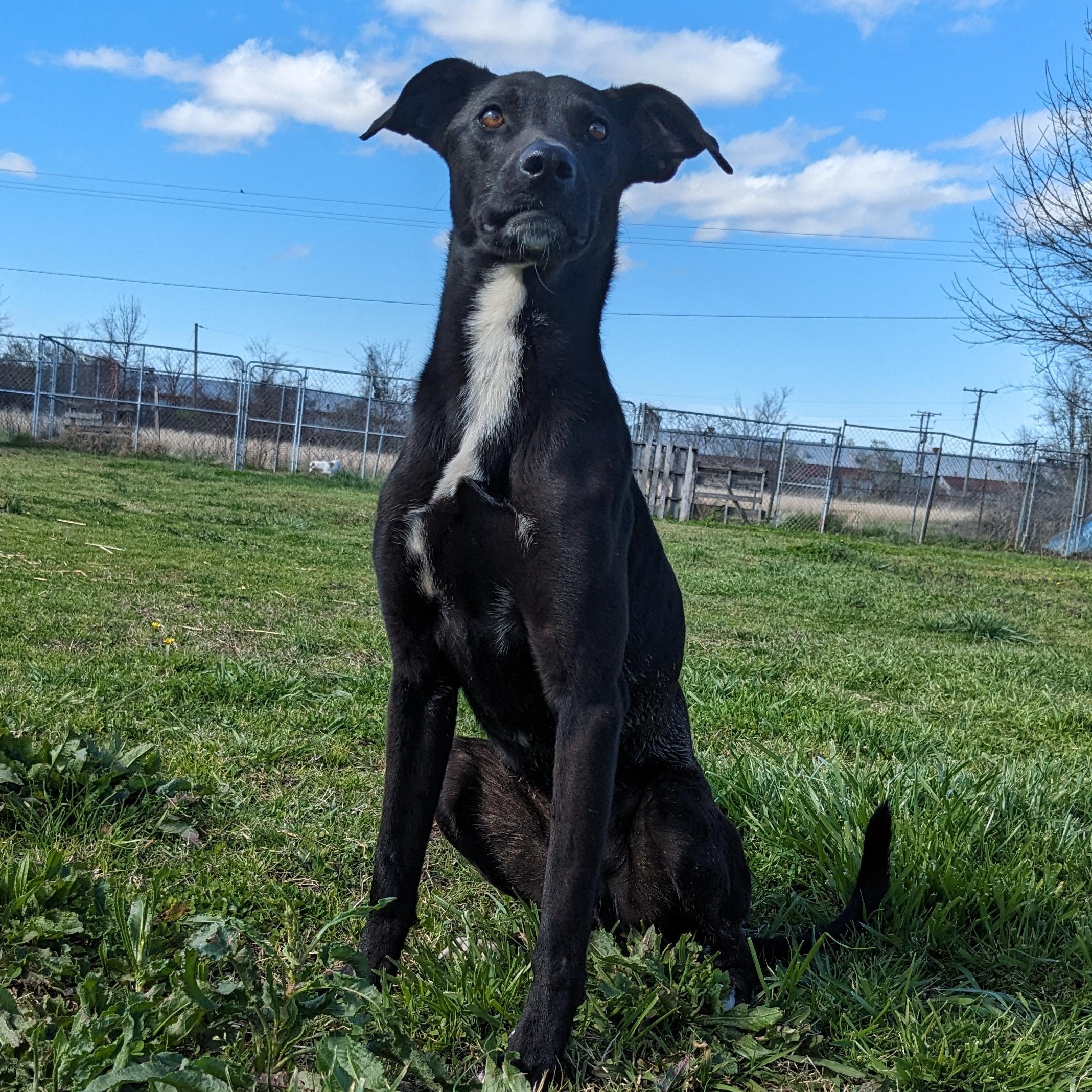 Enlarge Axel, a Adoptable mixed breed in Newport, AR image 2/6