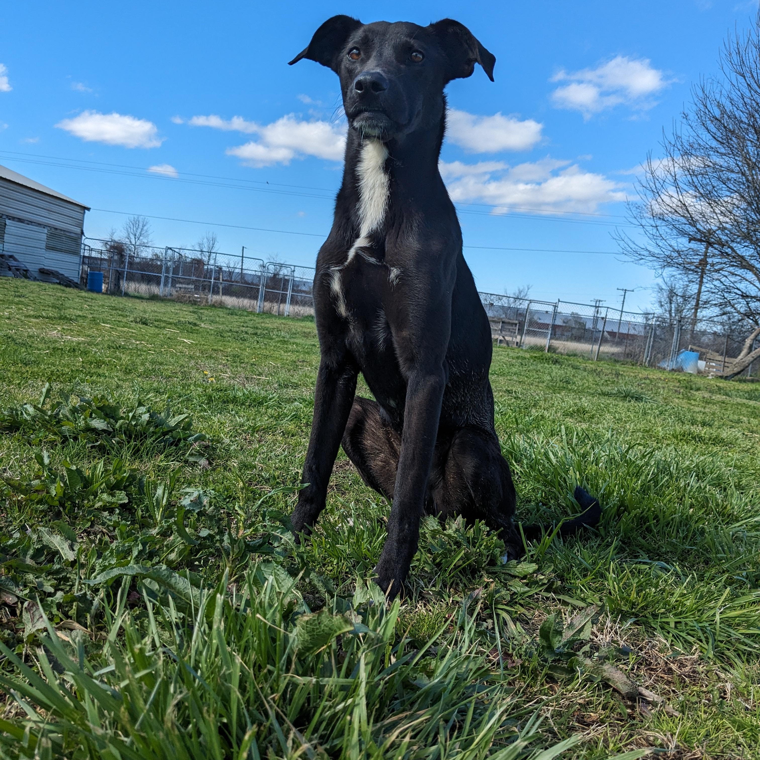 Enlarge Axel, a Adoptable mixed breed in Newport, AR image 3/6