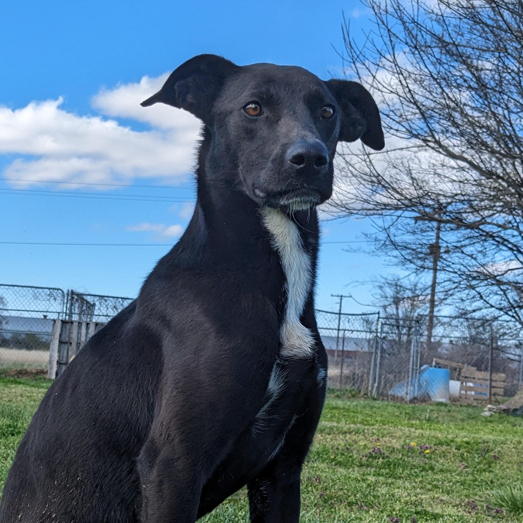 Enlarge Axel, a Adoptable mixed breed in Newport, AR image 4/6
